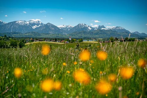 Bloemrijk uitzicht op de Oost Allgäuer Alpen