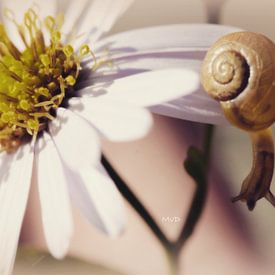 Monique van D Profilfoto