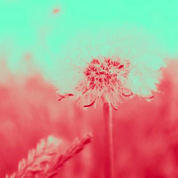 The dandelion as Duo Tone by Lindenthal.ART