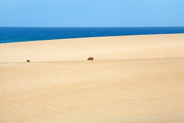 Sand Dunes by Bo Valentino