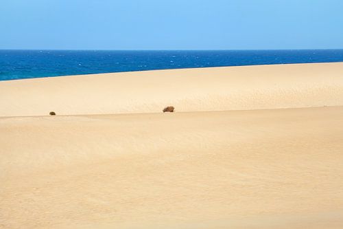 Zandduinen