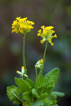 Cowslip van Bo Valentino