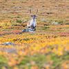 Rendieren in het Abisko National Park in de kleurrijke herfst van Lapland. van Jiri Viehmann