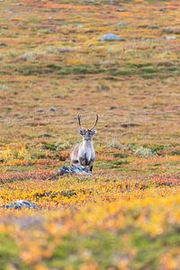 Rentier beim Abisko Nationalpark im farbenfrohen Herbst Lapplands.