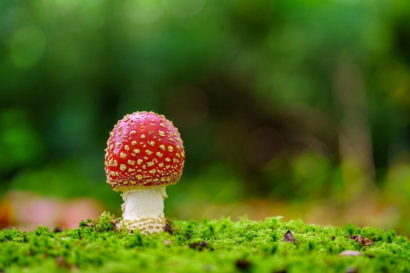Champignon Mouche agaric par Edwin van Meerveld