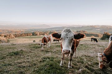 Süße Kuh mit Allgäuer Bergen im Hintergrund von Leo Schindzielorz