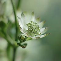 Astrantia major