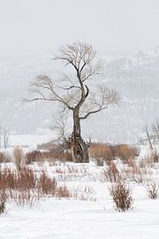 Ghost tree... Old Oak tree in snow covered Lamar Valley of Yellowstone National Park by wunderbare Erde