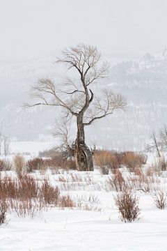 Ghost tree... Old Oak tree in snow covered Lamar Valley of Yellowstone National Park van wunderbare Erde