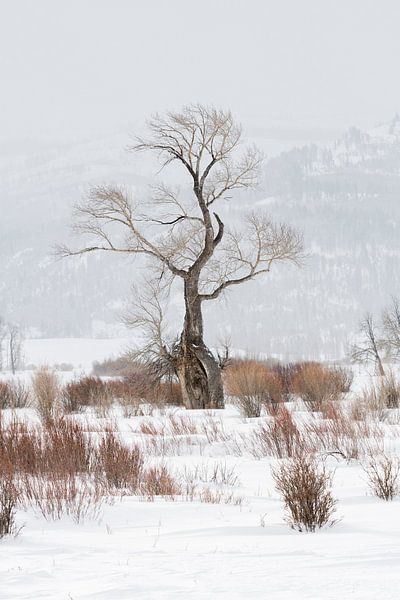 markanter Baum... Eiche * Lamar Valley, Yellowstone Nationalpark * von wunderbare Erde