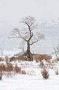 markanter Baum... Eiche * Lamar Valley, Yellowstone Nationalpark * von wunderbare Erde Miniaturansicht