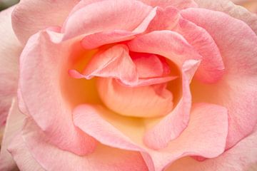 Grote Roze Roos met Geel Centrum van Iris Holzer Richardson