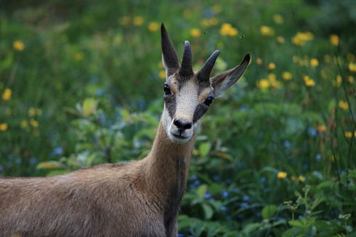 Gämse (Rupicapra rupicapra) Vogesen, Frankreich