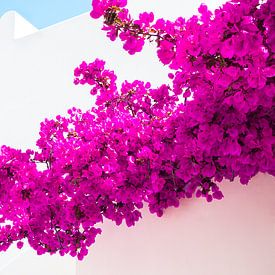 Greek purple bougainvillea by Annette Spaan