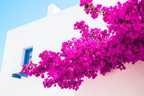 Griekse paarse bougainvillea van Annette Spaan