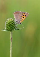 Kleine vuurvlinder