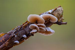 Paddenstoelen op een tak in het bos