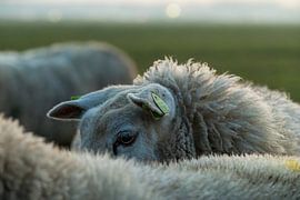 Hidden in softness by Marian van Ginkel