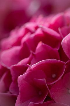 Close up van de bloemen van een paarse Hortensia