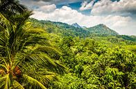 Landscape rainforest with palm trees and mountains in Sri Lanka by Dieter Walther thumbnail