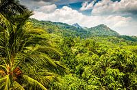 Landscape rainforest with palm trees and mountains in Sri Lanka