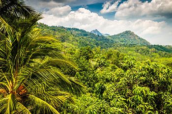 Landscape rainforest with palm trees and mountains in Sri Lanka
