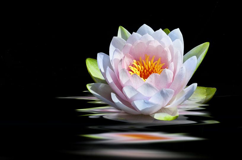 pink water lily by Dieter Beselt