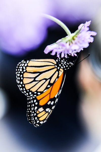 Monarch butterfly by Mark Zanderink