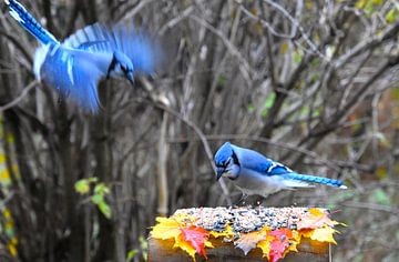 Blue jays at the feeder by Claude Laprise