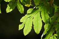 Feuilles vertes au soleil