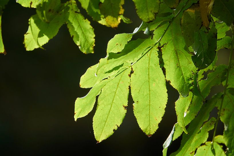  Feuilles vertes au soleil par Aart Hoeven / Dutch Image Hunter