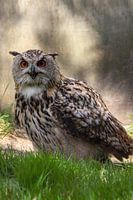 Owl Owl.