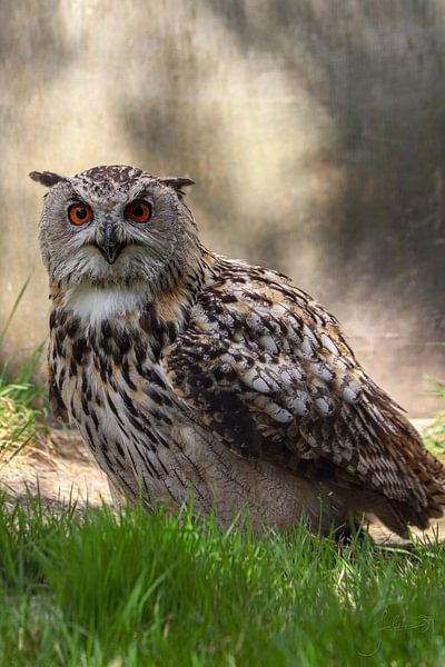 Owl Owl. by Josmar Colmenares