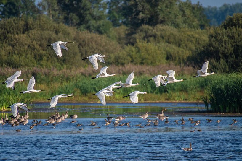 White Spoonbills in flight in a large group. by Brian Morgan