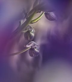 Soft and beautiful by Inge Groters