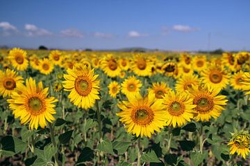 The Sunflowers van Cornelis (Cees) Cornelissen