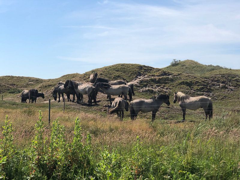 Wild horses by tania mol