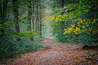 Couleurs d'automne de l'Eau Noire