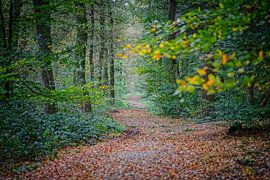 Herbstfarben des Schwarzwassers von Jos Saris