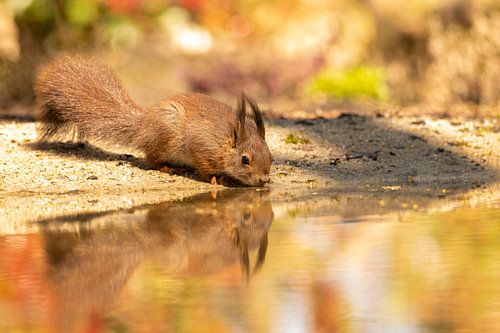Zomers eekhoorntje drinkt water langs de waterkant