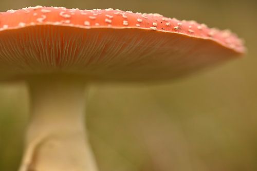 Vliegenzwam close-up