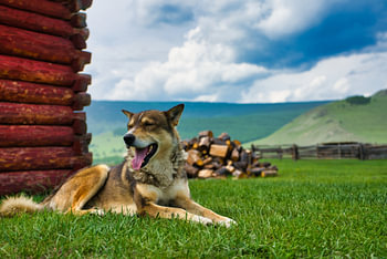 Dog