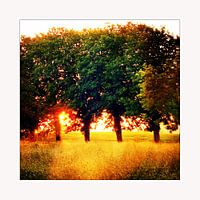 Trees on fire 