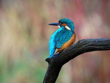 De IJsvogel van Suzan Brands
