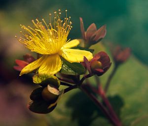 Fleur d'or dans la brume