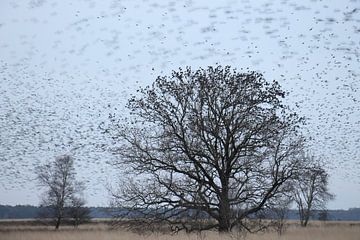 Starlings in Dwingelderveld by Wieke Streef