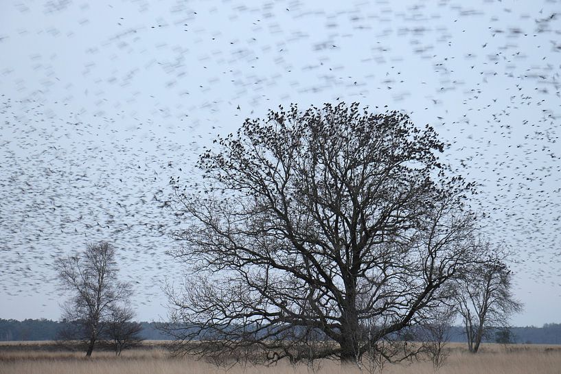 Stare in Dwingelderveld von Wieke Streef