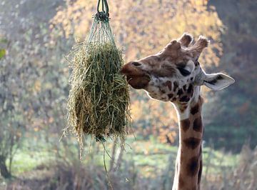 giraf eet hooi van Joke te Grotenhuis