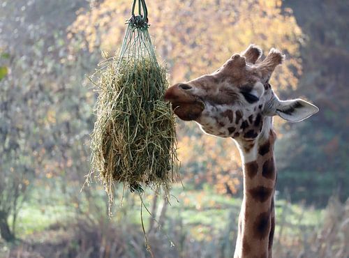 la girafe mange du foin