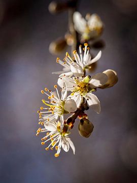 Blossom sur Rob Boon